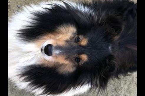 販売中のシェットランドシープドッグ(シェルティ)の親犬