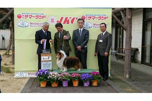 販売中のシェットランドシープドッグ(シェルティ)の親犬