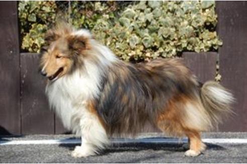 販売中のシェットランドシープドッグ(シェルティ)の親犬