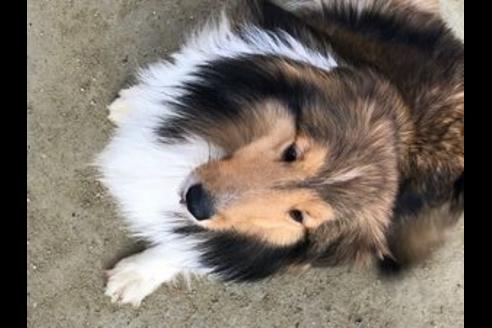 販売中のシェットランドシープドッグ(シェルティ)の親犬