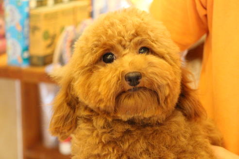 販売中のティーカッププードルの親犬