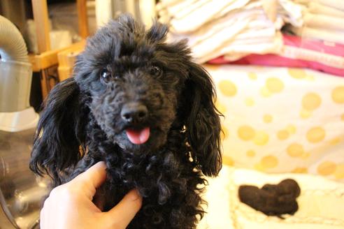 販売中のトイプードルの親犬