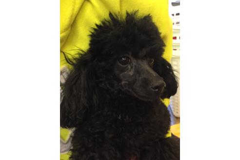 販売中のトイプードルの親犬