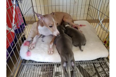 販売中のイタリアングレーハウンド(イタグレ)の親犬