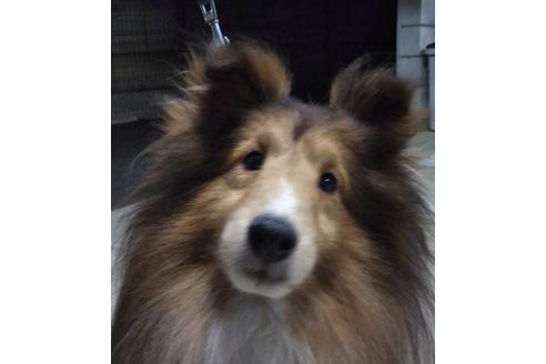 販売中のシェットランドシープドッグ(シェルティ)の親犬