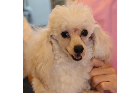 販売中のトイプードルの親犬