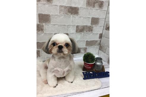 販売中のシーズーの親犬