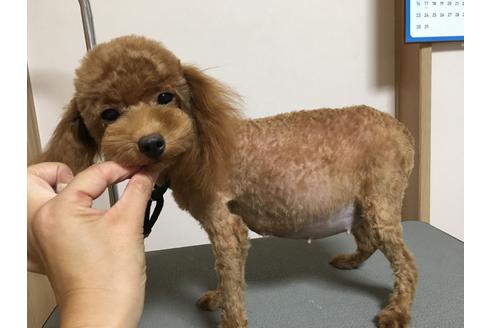 販売中のトイプードルの親犬