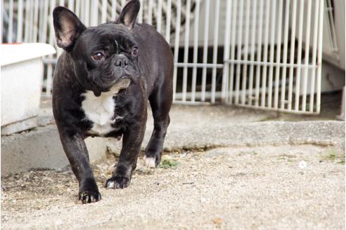 販売中のフレンチブルドッグの親犬