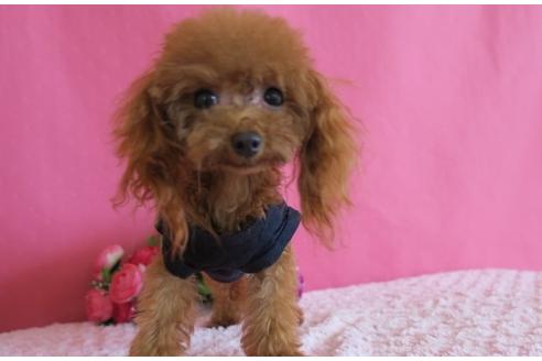 販売中のティーカッププードルの親犬