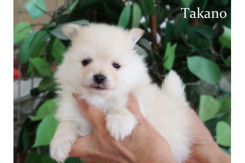 販売中のポメラニアンの親犬