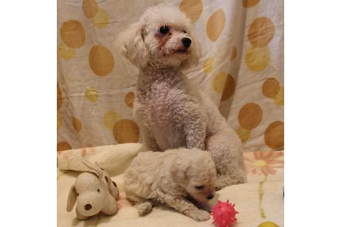 販売中のトイプードルの親犬