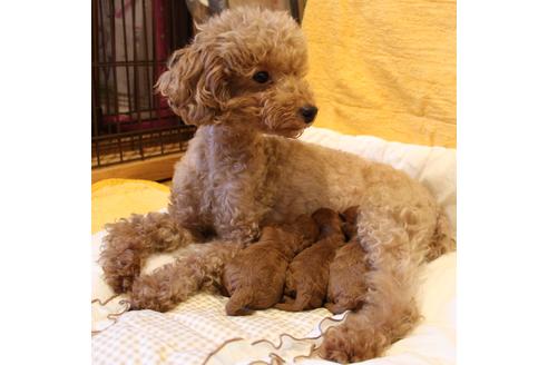 販売中のトイプードルの親犬