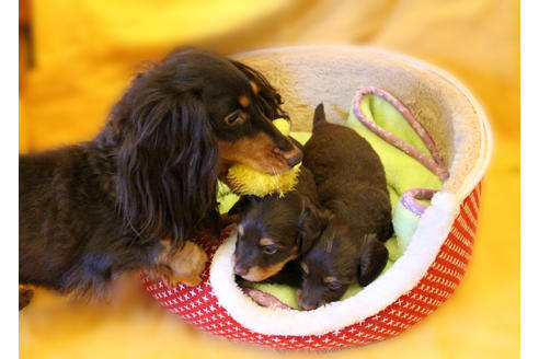 販売中のカニンヘンダックスフンド(ロングヘアード)の親犬