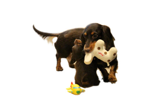 販売中のカニンヘンダックスフンド(ロングヘアード)の親犬