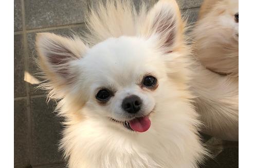 販売中のチワワ(ロングコート)の親犬