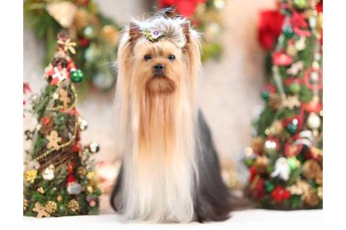 販売中のヨークシャーテリアの親犬