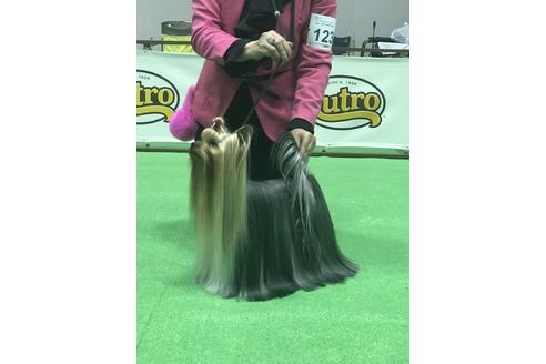 販売中のヨークシャーテリアの親犬