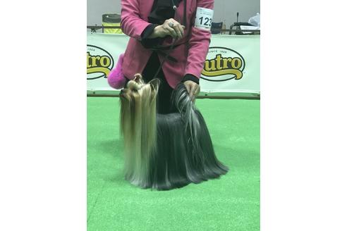 販売中のヨークシャーテリアの親犬