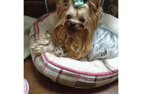 販売中のヨークシャーテリアの親犬