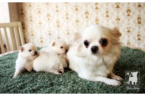 販売中のポメチワ:ポメラニアン×チワワの親犬