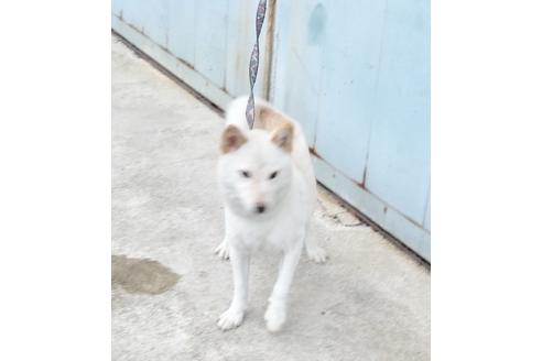 販売中の柴犬の親犬