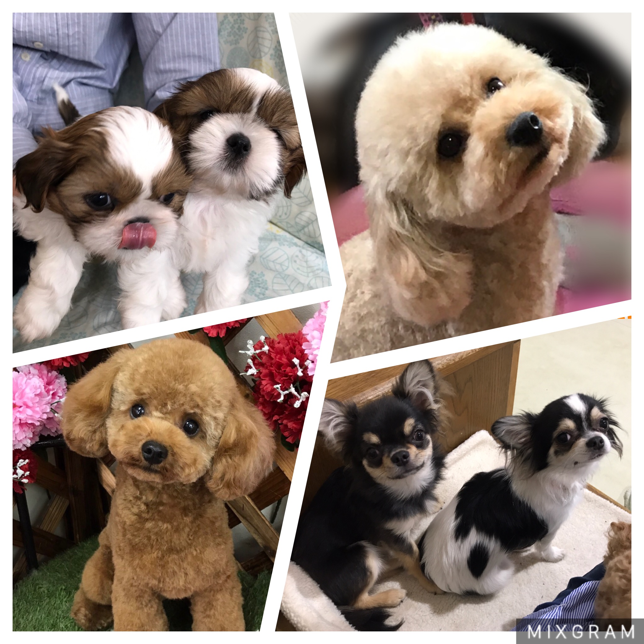 前川ブリーダー