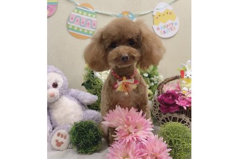 販売中のトイプードルの親犬