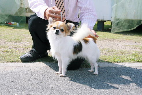 荒川美代子ブリーダーの詳細の1枚目