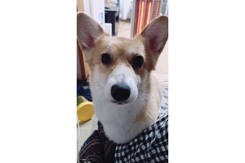 販売中のウェルシュコーギーペンブロークの親犬