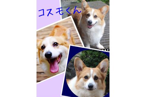 販売中のウェルシュコーギーペンブロークの親犬