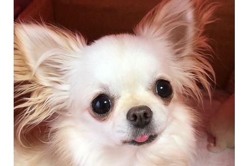 販売中のチワワ(ロングコート)の親犬