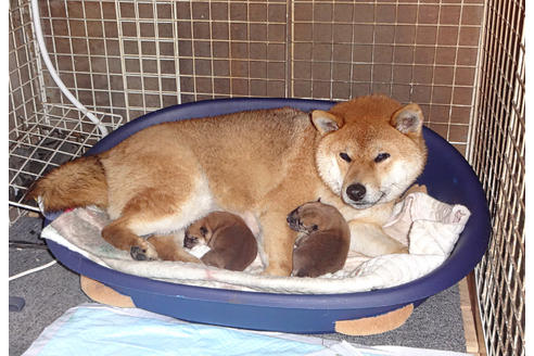 販売中の柴犬の親犬