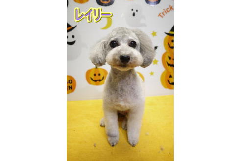 販売中のトイプードルの親犬