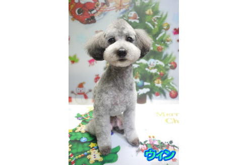 販売中のトイプードルの親犬