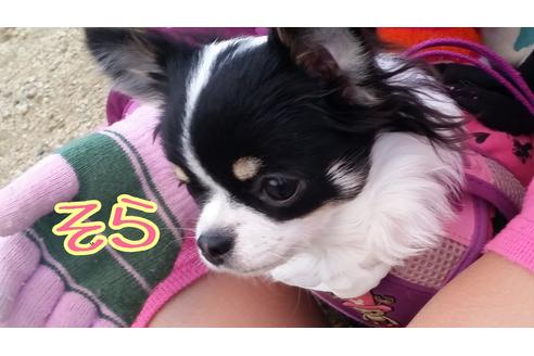 販売中のチワワ(ロングコート)の親犬
