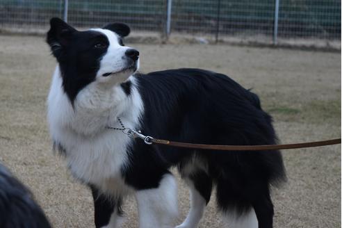 販売中のボーダーコリーの親犬