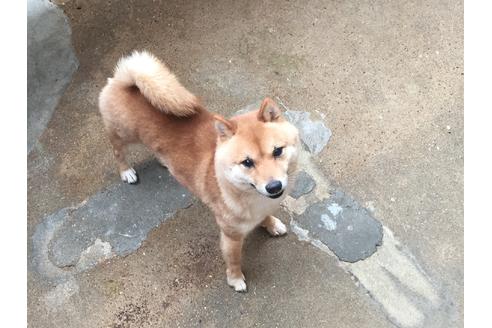 販売中の豆柴の親犬
