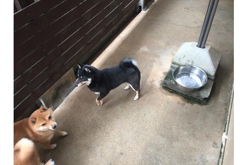 販売中の豆柴の親犬