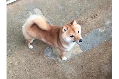 販売中の豆柴の親犬