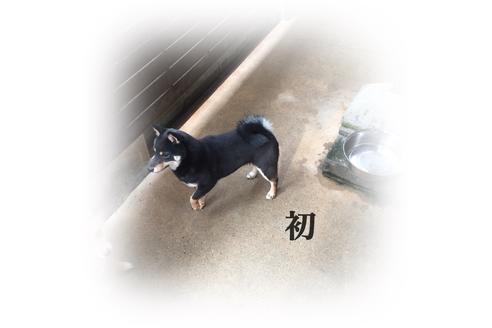 販売中の豆柴の親犬