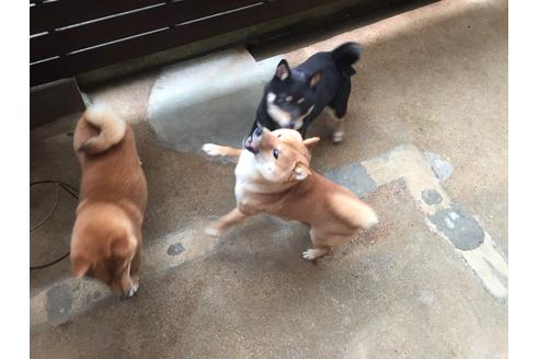 販売中の豆柴の親犬