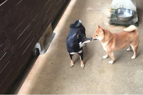 販売中の豆柴の親犬