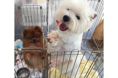 販売中のウエストハイランドホワイトテリア(ウエスティ)の親犬