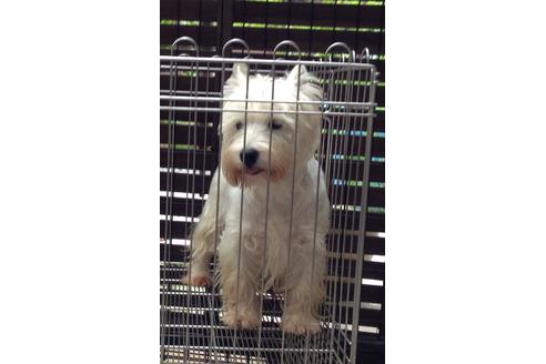 販売中のウエストハイランドホワイトテリア(ウエスティ)の親犬