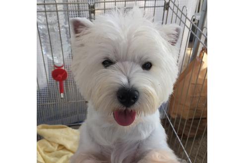 販売中のウエストハイランドホワイトテリア(ウエスティ)の親犬