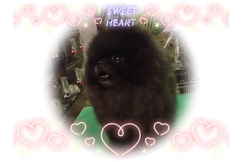 販売中のポメラニアンの親犬