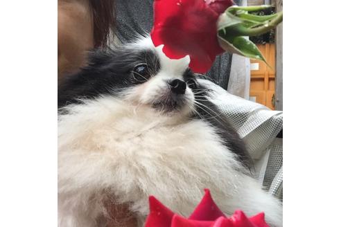 販売中のポメラニアンの親犬