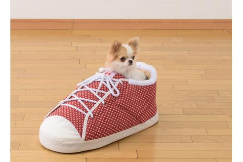 販売中のチワワ(ロングコート)の親犬