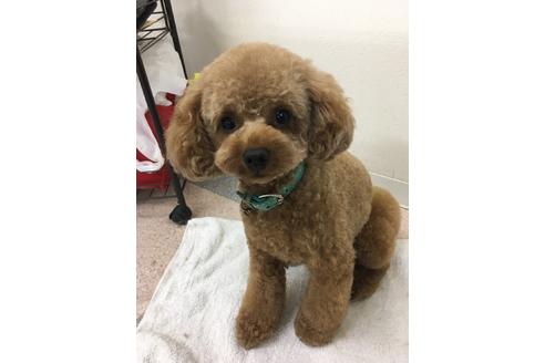 販売中のチワプー:チワワ×トイプードルの親犬
